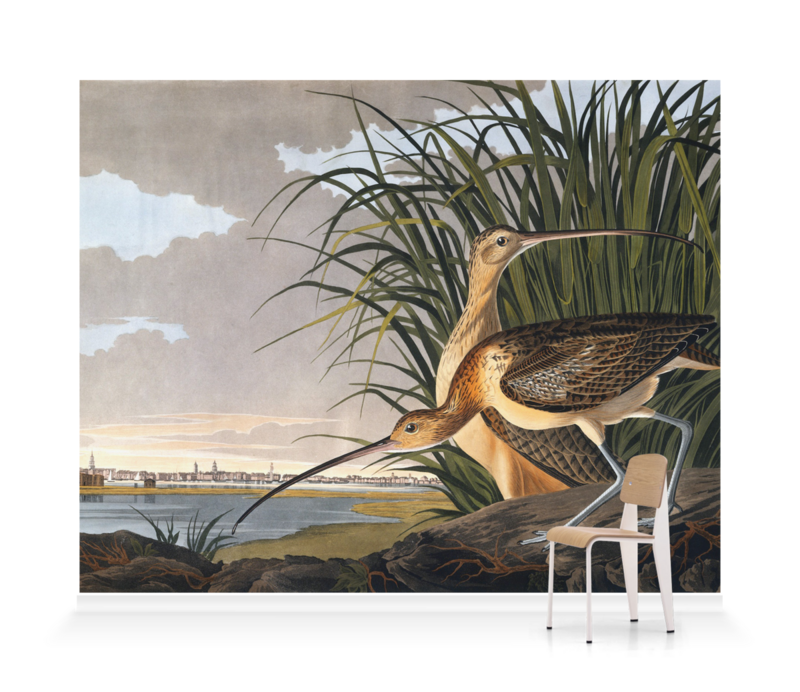 'Long-billed Curlew, Numenius americanus' Wallpaper Mural