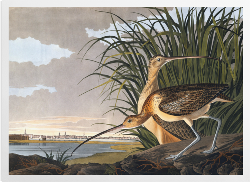 'Long-billed Curlew, Numenius americanus' Art Prints