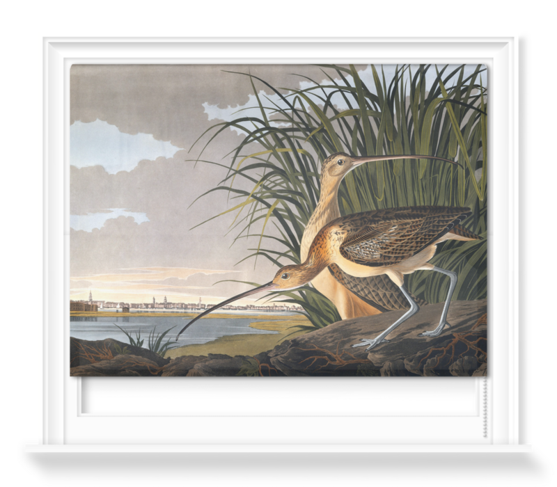 'Long-billed Curlew, Numenius americanus' Roller Blind
