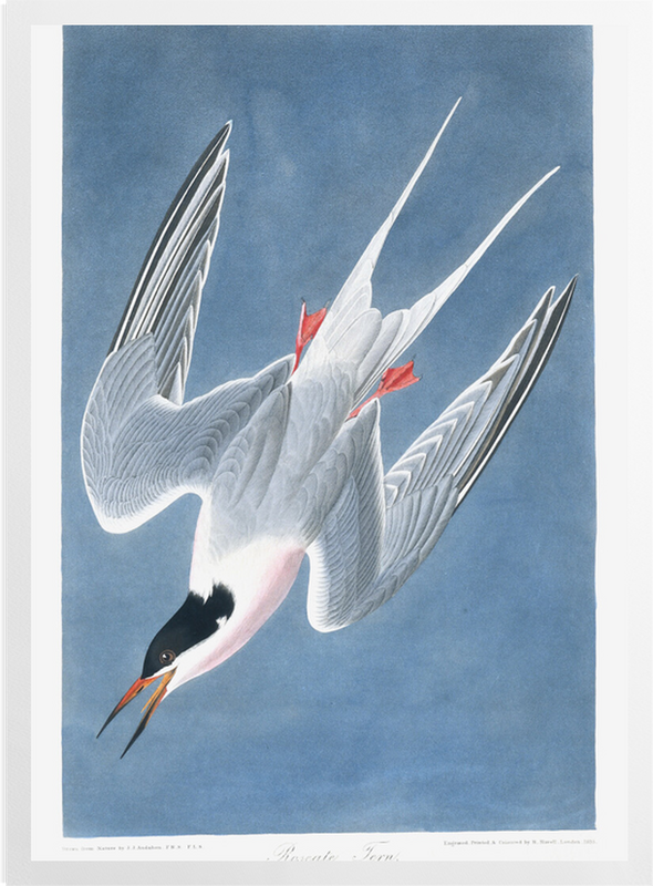 'Roseate Tern, Sterna Gougallii' Art prints