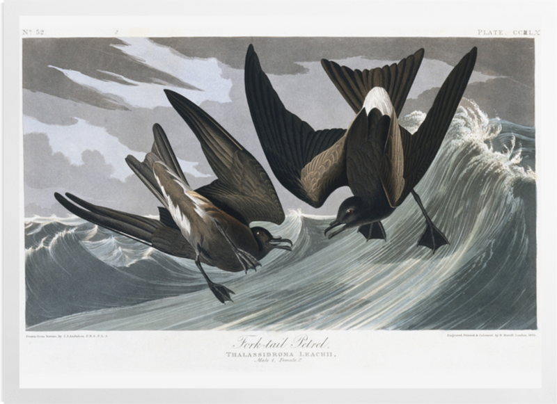 'Leach's Storm-petrel, Oceandroma Leucorhoa' Art prints