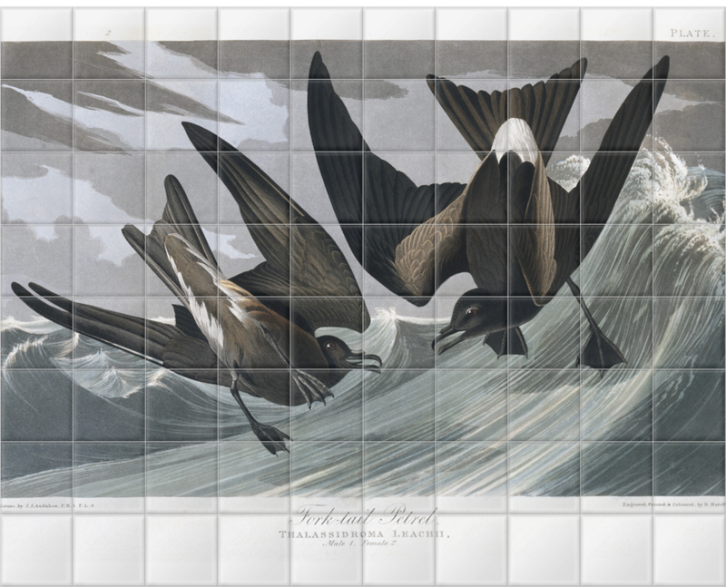 'Leach's Storm-petrel, Oceandroma Leucorhoa' Ceramic Tile Murals