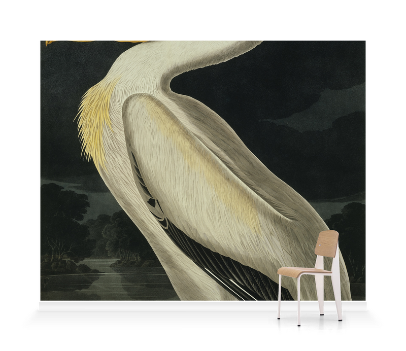 'American White Pelican, Pelecanus Erythror' Wallpaper Mural