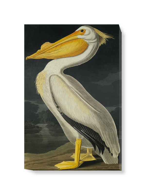 'American White Pelican, Pelecanus Erythror' Canvas Wall Art