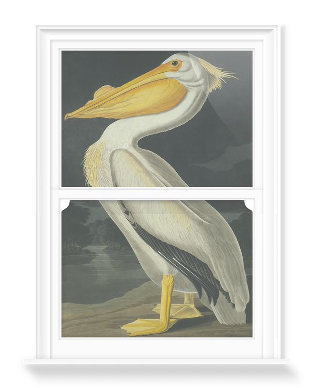 'American White Pelican, Pelecanus Erythror' Decorative Window Films