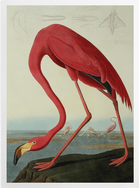'Greater Flamingo, Phownicopterus Ruber' Art Prints