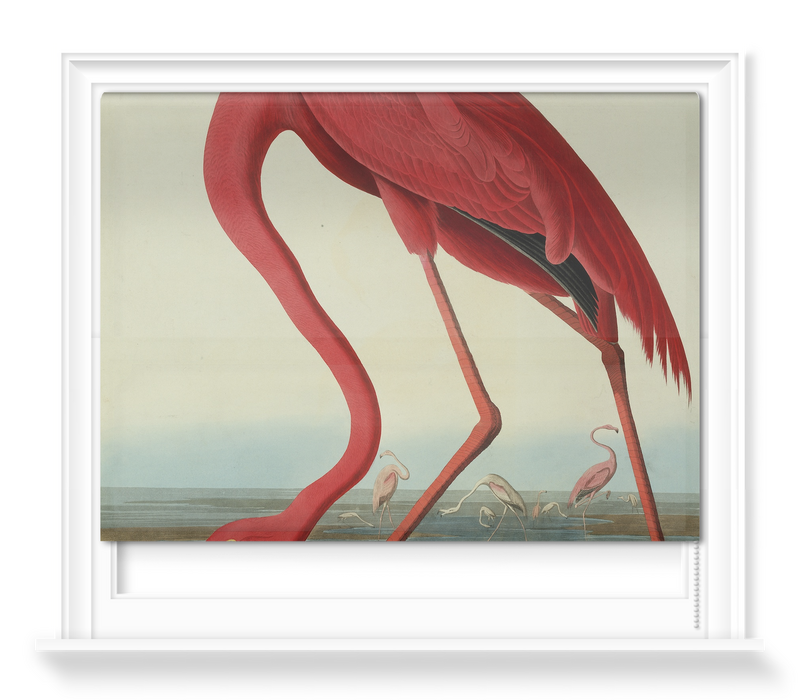 'Greater Flamingo, Phownicopterus Ruber' Roller Blind
