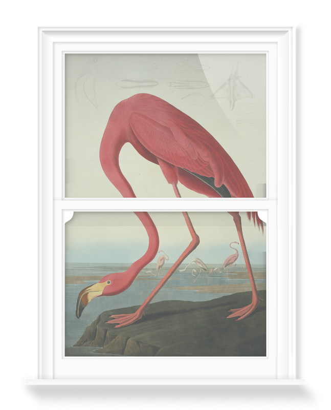 'Greater Flamingo, Phownicopterus Ruber' Decorative Window Films