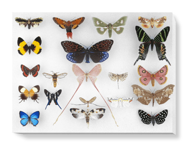 'Various Butterflies 1' Canvas Wall Art