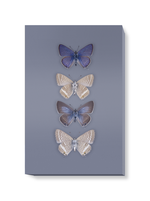 'Long-tailed Blue, Lampides Boeticus' Canvas wall art