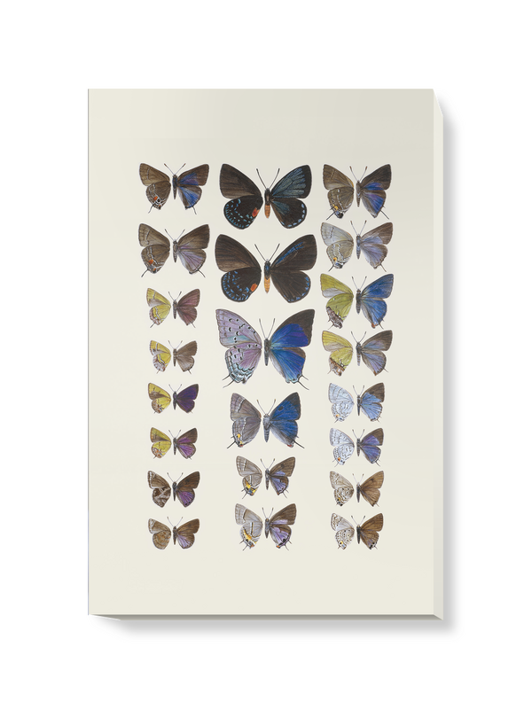 'Lycaenidae Hairstreak Butterflies' Canvas Wall Art