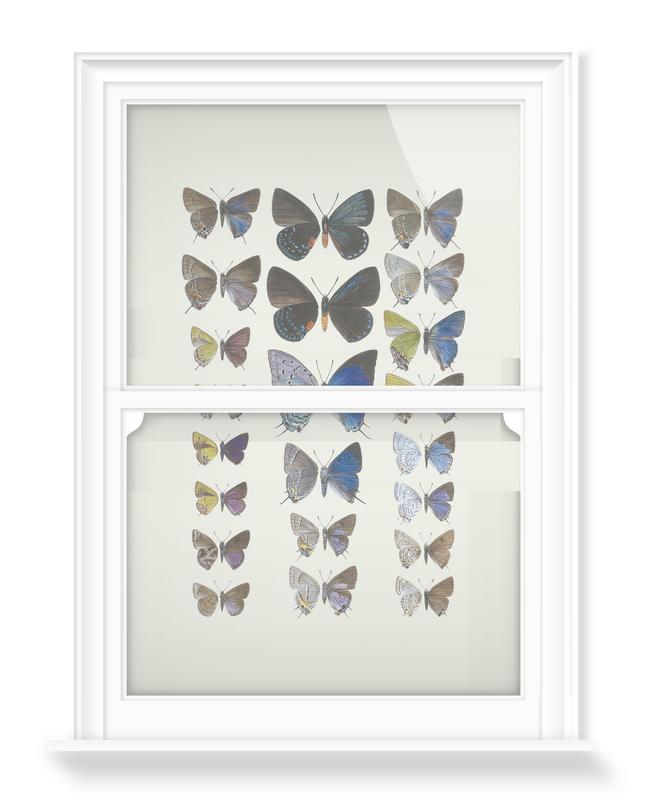 'Lycaenidae Hairstreak Butterflies' Decorative Window Film