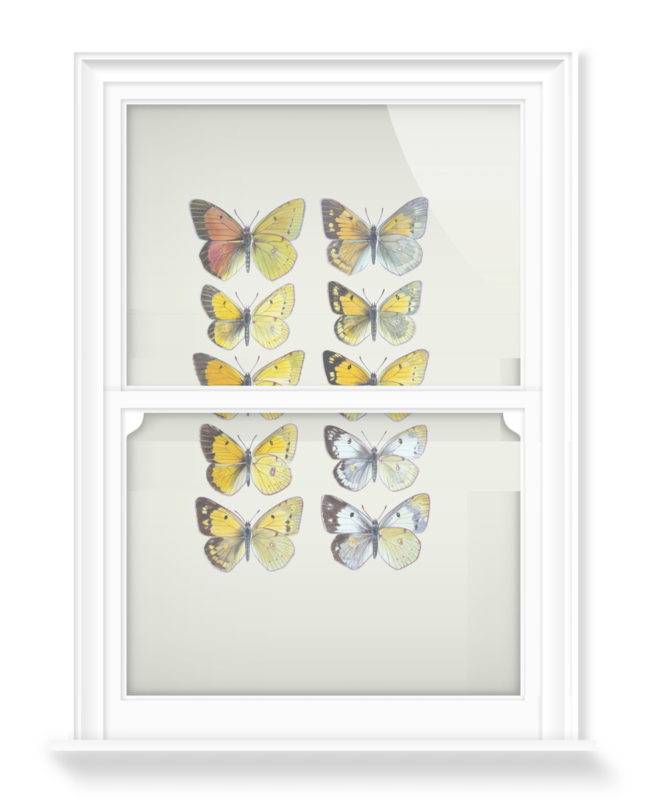 'Pieridae Clouded Yellow Butterflies' Decorative Window Film