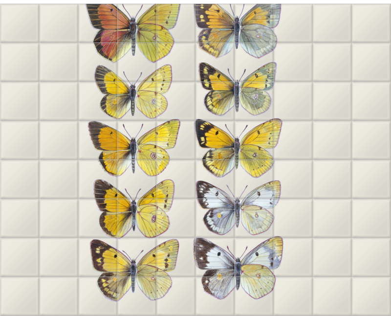 'Pieridae Clouded Yellow Butterflies' Ceramic Tile Mural
