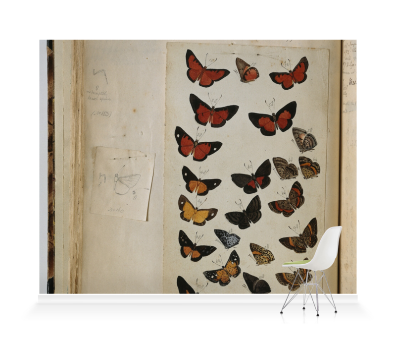 'Various Butterflies 2' Wallpaper Murals