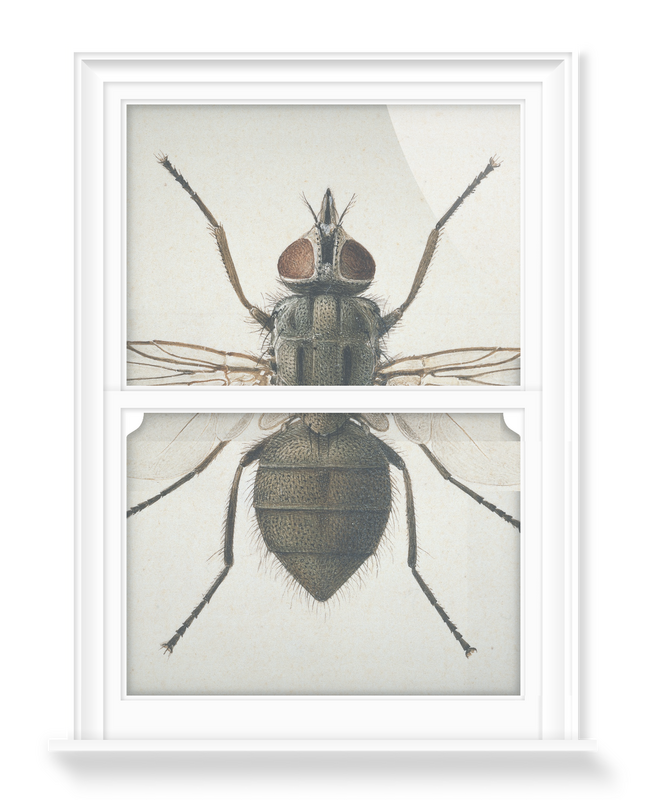 'Head Fly' Decorative Window Films