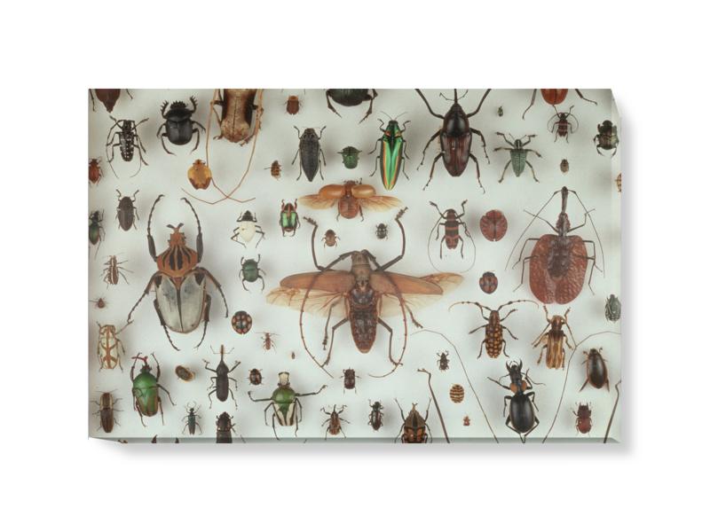 'A Collection of Beetles' Canvas wall art