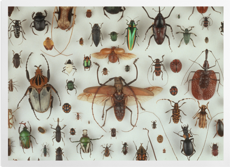 'A Collection of Beetles' Art prints