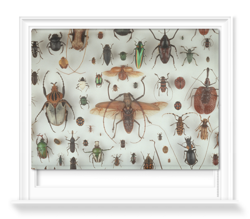 'A Collection of Beetles' Roller Blinds