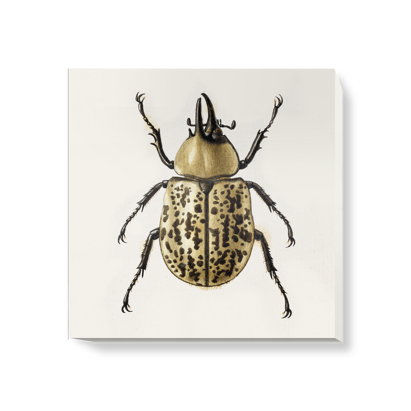 'Scarab Beetle' Canvas Wall Art