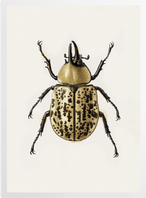 'Scarab Beetle' Art Prints