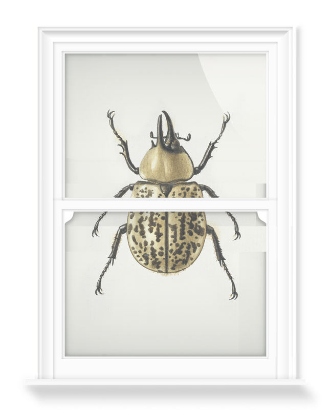 'Scarab Beetle' Decorative Window Films