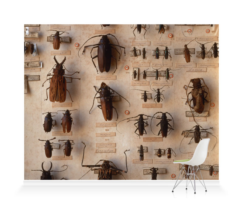 'Various Beetles 2' Wallpaper Murals