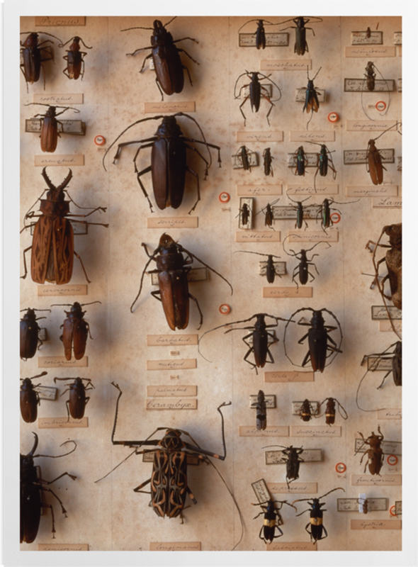 'Various Beetles 2' Art prints