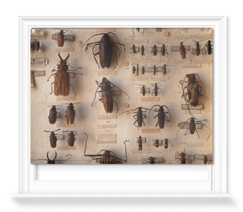 'Various Beetles 2' Roller Blinds