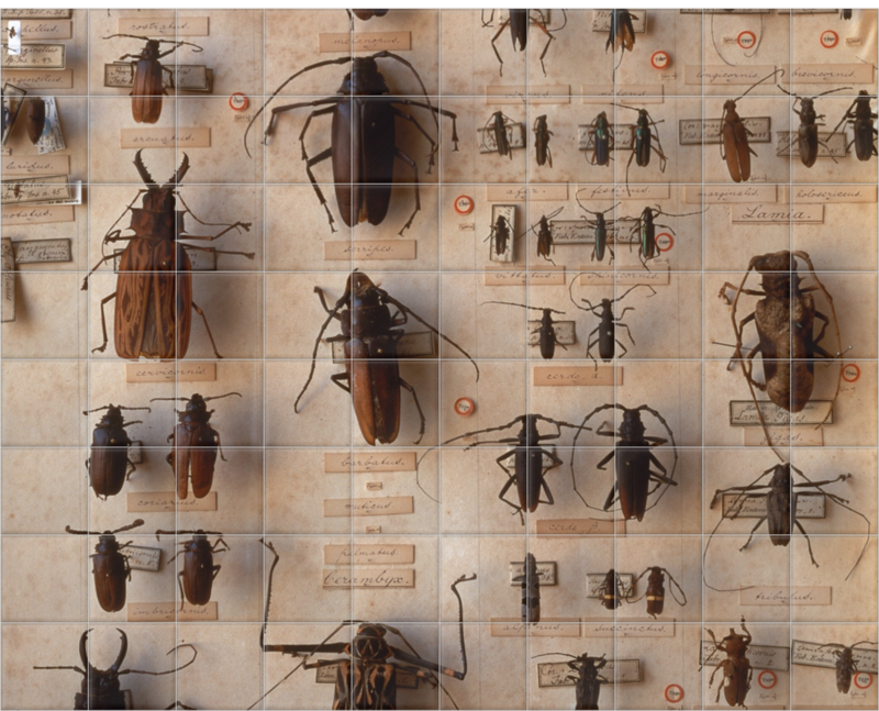 'Various Beetles 2' Ceramic Tile Murals