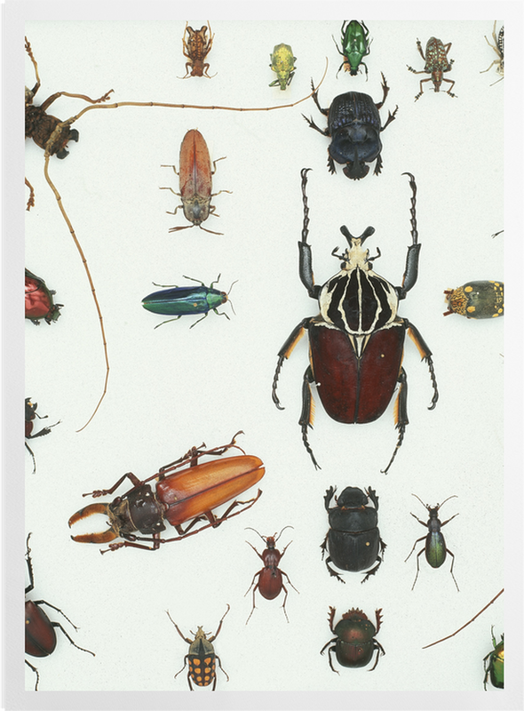 'Various Beetles 3' Art Prints