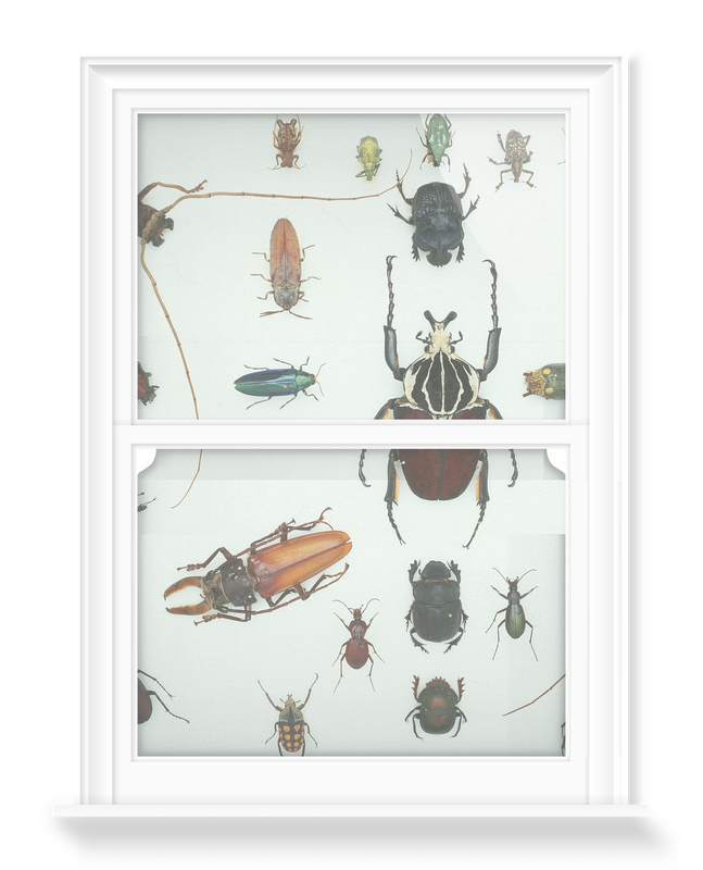 'Various Beetles 3' Decorative Window Films