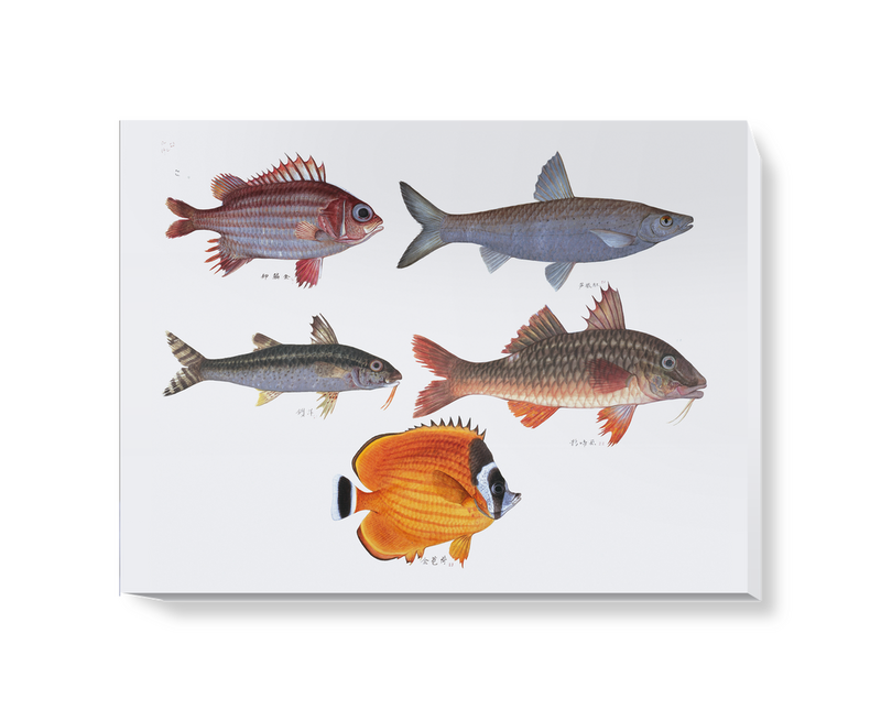'Various Fish' Canvas Wall Art