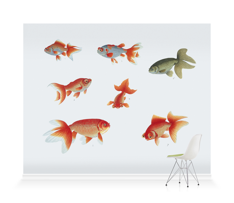 'Various Goldfish' Wallpaper Mural