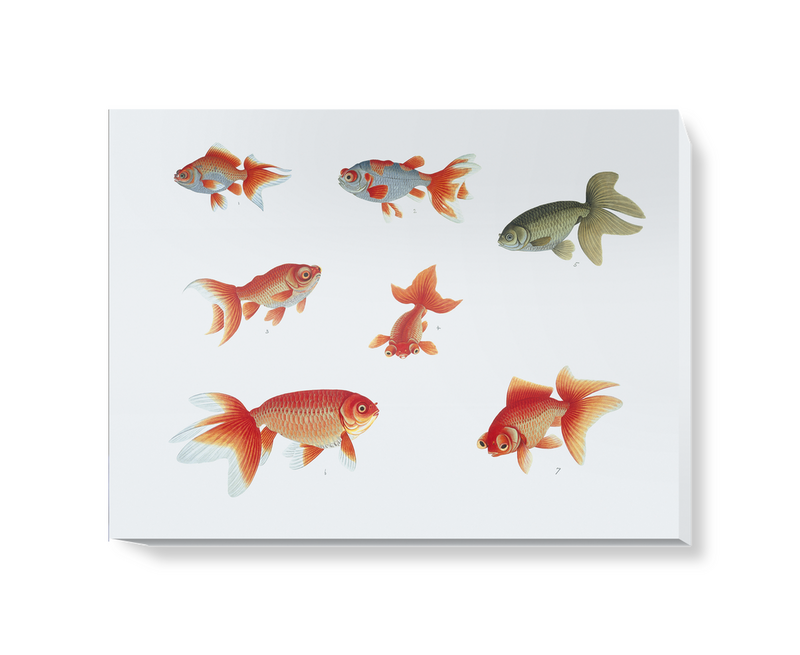 'Various Goldfish' Canvas Wall Art