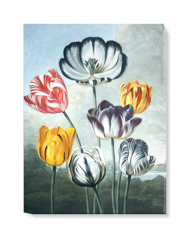 'Tulips' Canvas Wall Art | SurfaceView
