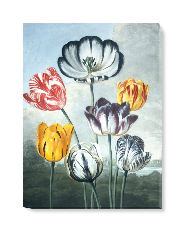 'Tulips' Canvas Wall Art | SurfaceView