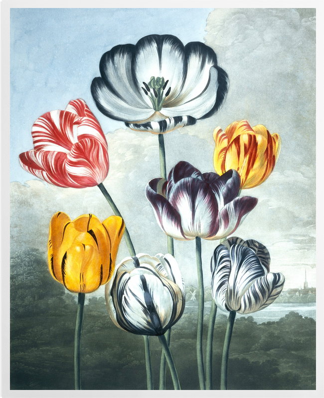 'Tulips' Art Prints