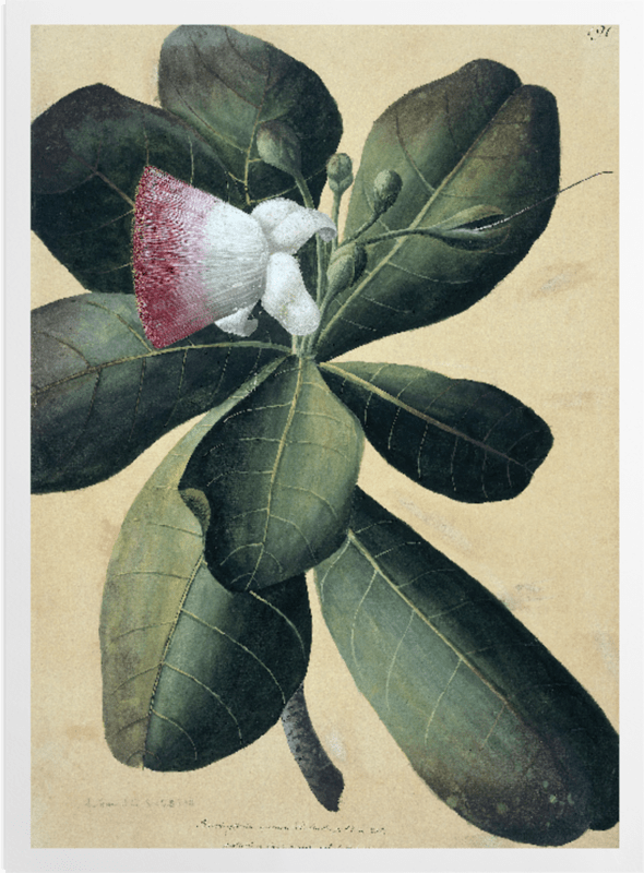 'Barringtonia Speciosa' Art Prints