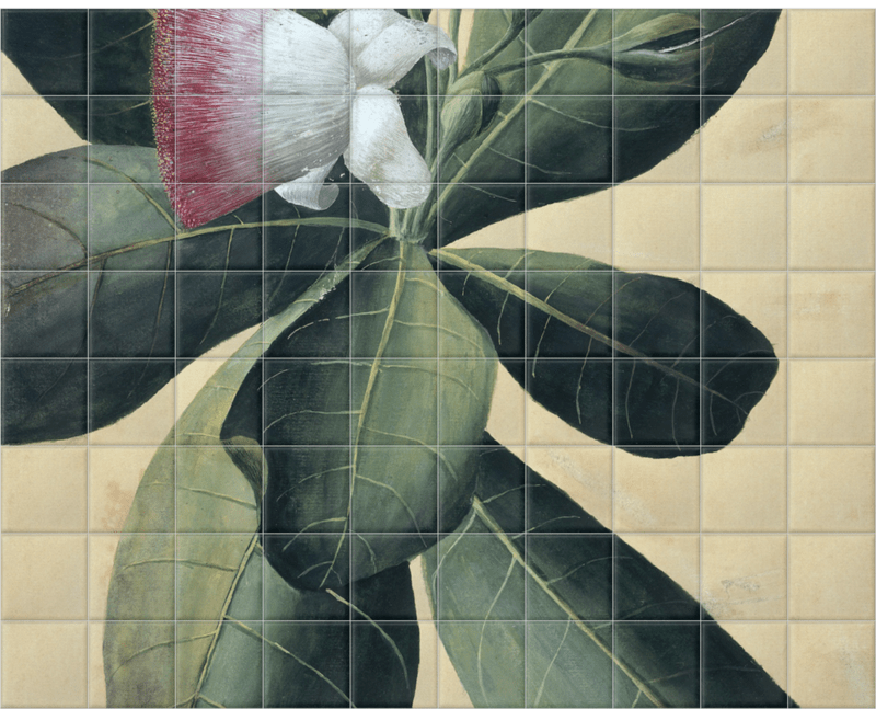 'Barringtonia Speciosa' Ceramic Tile Mural