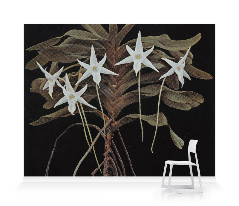 'Amadagascan orchid' Wallpaper Murals