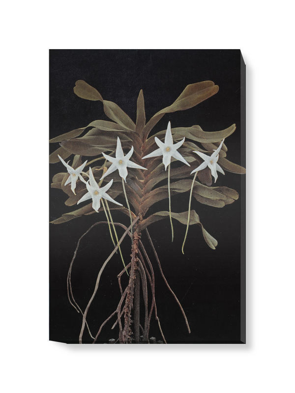 'Amadagascan orchid' Canvas wall art