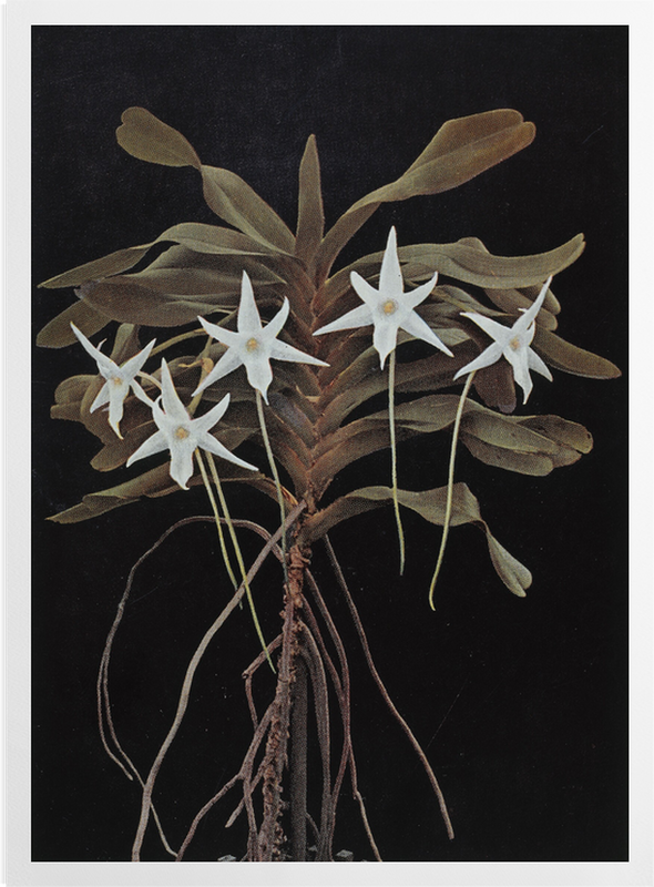 'Amadagascan orchid' Art prints