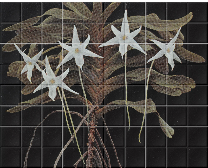 'Amadagascan orchid' Ceramic Tile Murals