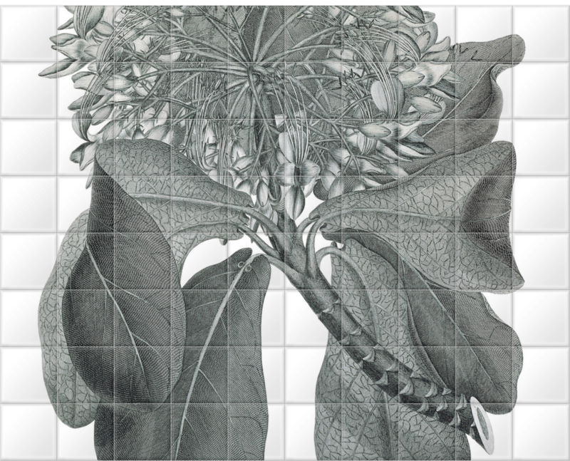 'Deplanchea Tetraphylla' Ceramic Tile Murals