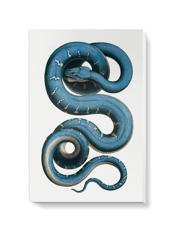 'Snake' Canvas Wall Art
