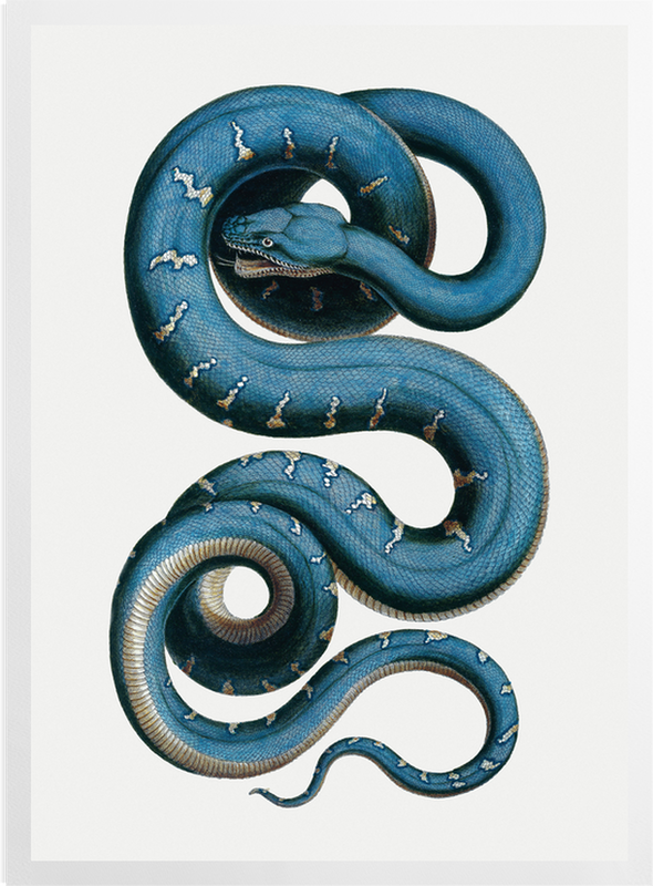 'Snake' Art Prints