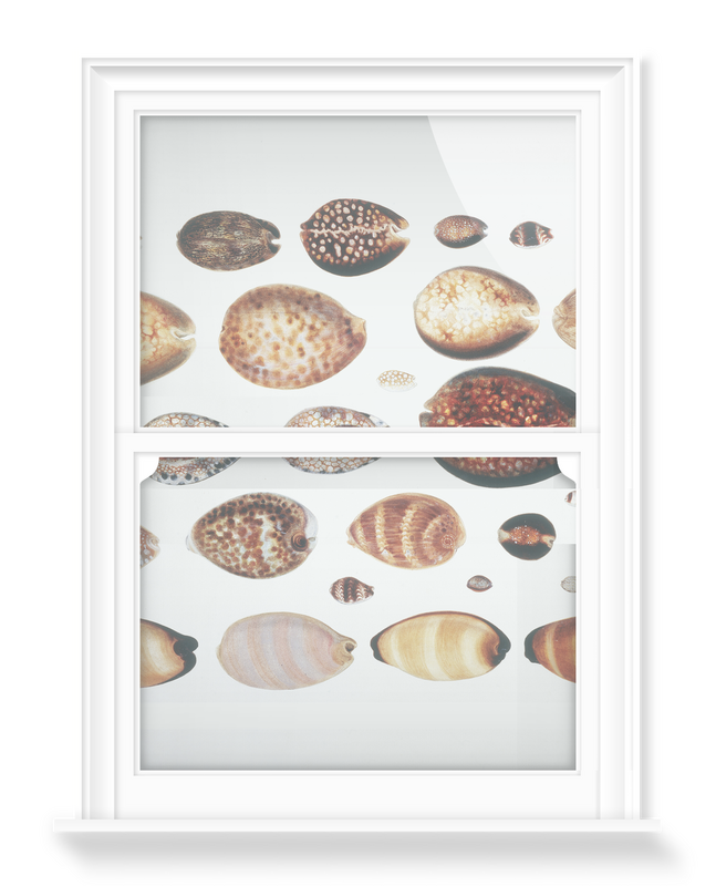 'Shells 3' Decorative Window Films