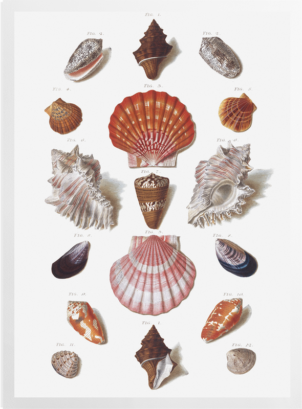'Shells 8' Art Prints
