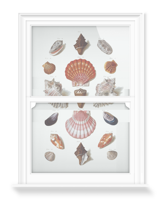 'Shells 8' Decorative Window Films